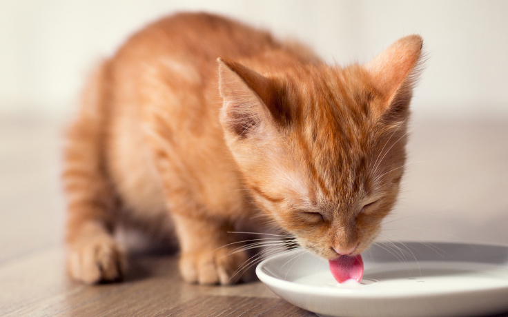 kitten drinking milk