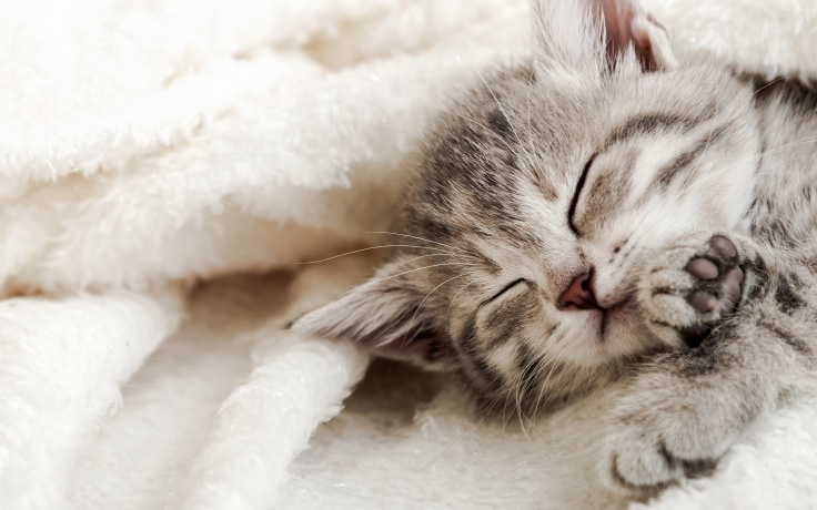 kitten grey sleeping