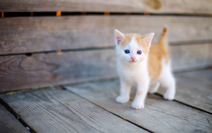 kitten on deck