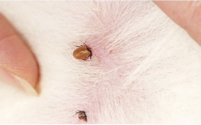 What_do_dog_ticks_look_like.png