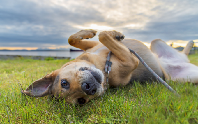Cute_dog_on_leash_rolling_in_green_grass