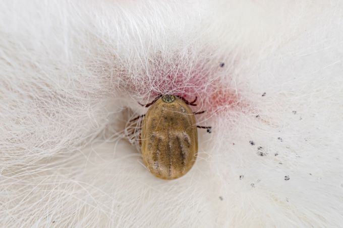 Engorged_dog_tick _biting_pet