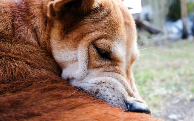 Symptoms_of_ticks_on_dogs 