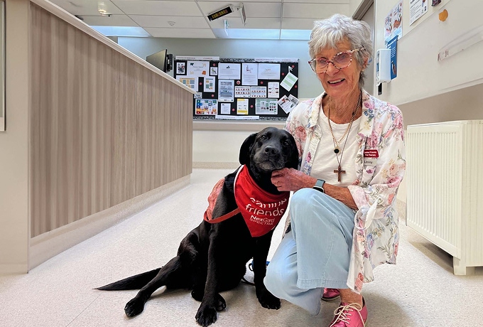 Canine_Friends_Pet_Therapy_Labrador_at_Hospital