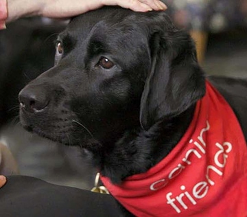 Canine_Friends_Pet_Therapy_Black_Labrador