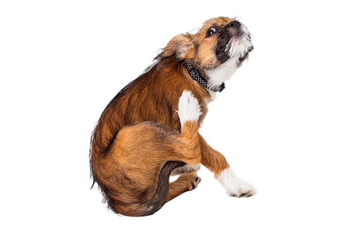 small-dog-scratching-ear