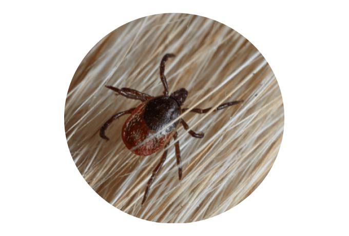 Parasite-Tick-on-Dog