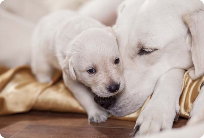 Labrador-mother-and-puppy-cuddling