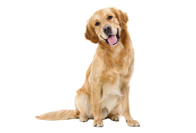 Happy-Golder-Retriever