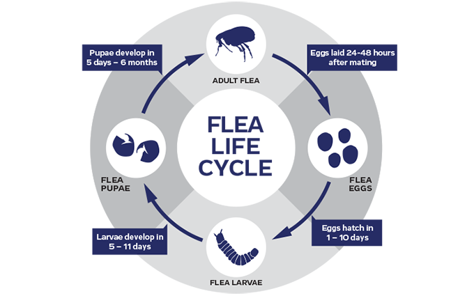 dog-cat-flea-lifecycle