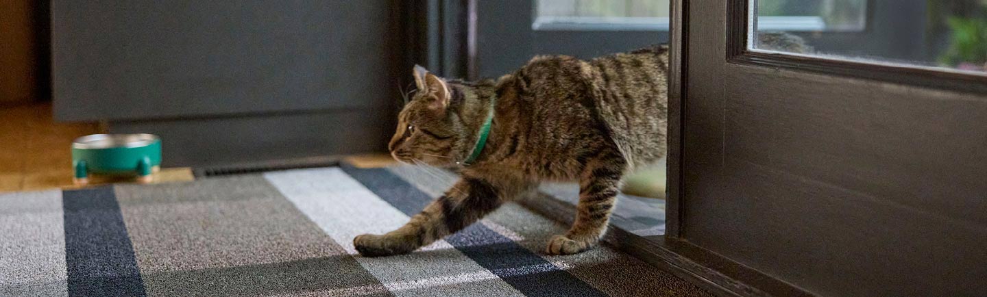 playful-cat-coming-into-house-from-backyard