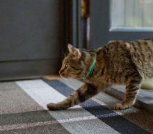 Tabby-Cat-Entering-Doorway