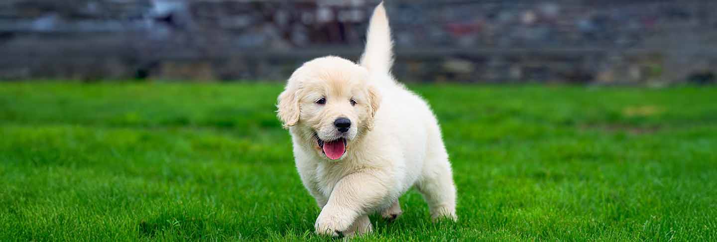 golden-retriever-puppy-playing-outdoors-ready-for-flea-treatment