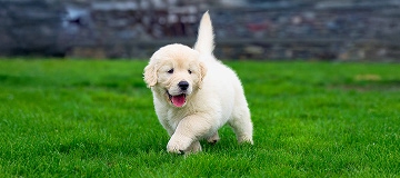 golden-retriever-puppy-playing-outdoors-ready-for-flea-treatment