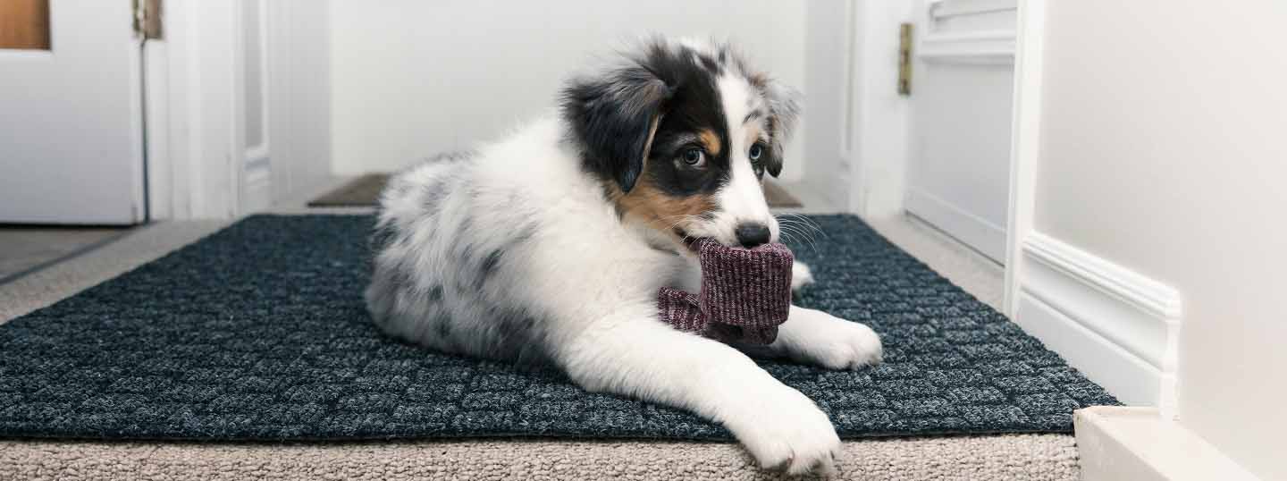 Puppy-with-diarrhoea-resting-on-a-mat-inside-the-house