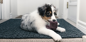 Puppy-with-diarrhoea-resting-on-a-mat-inside-the-house