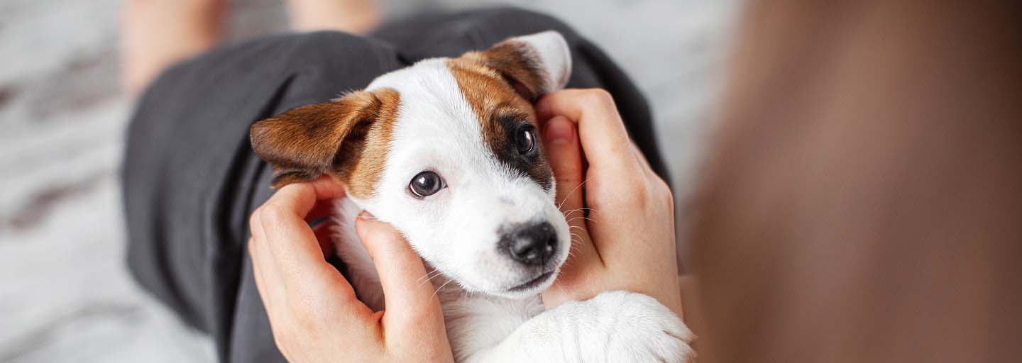 puppy-ear-mites-symptoms-inspection-close-up