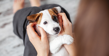 puppy-ear-mites-symptoms-inspection-close-up