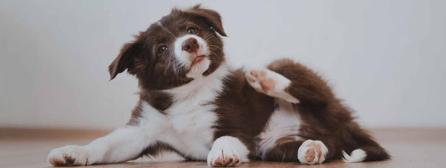 puppy-with-sarcoptic-mange-scratching-skin-mites-symptoms