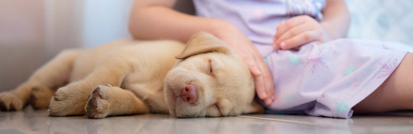sleeping-yellow-lab-puppy-being-comforted-by-a-child-illustrating-the-importance-of-timely-dewormer-treatment