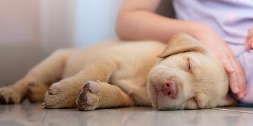sleeping-yellow-lab-puppy-being-comforted-by-a-child-illustrating-the-importance-of-timely-dewormer-treatment