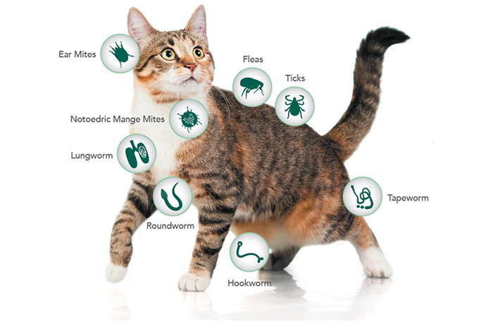 most-common-cat-parasites-nexgard-spectra-most-complete-protection