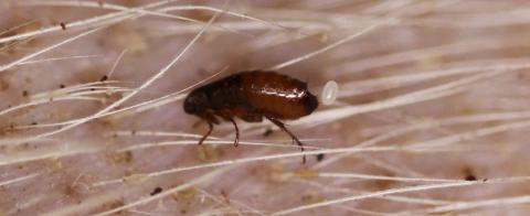 flea egg