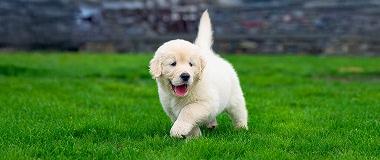 golden-retriever-puppy-playing-outdoors-ready-for-flea-treatment
