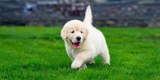 golden-retriever-puppy-playing-outdoors-ready-for-flea-treatment