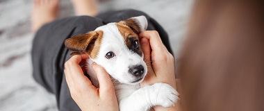 puppy-ear-mites-symptoms-inspection-close-up