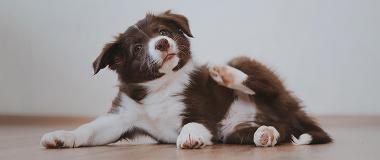 puppy-with-sarcoptic-mange-scratching-skin-mites-symptoms