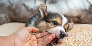 puppy-keeps-biting-hand-nipping-behavior-training