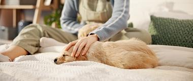 small-puppy-lying-comfortably-on-a-blanket